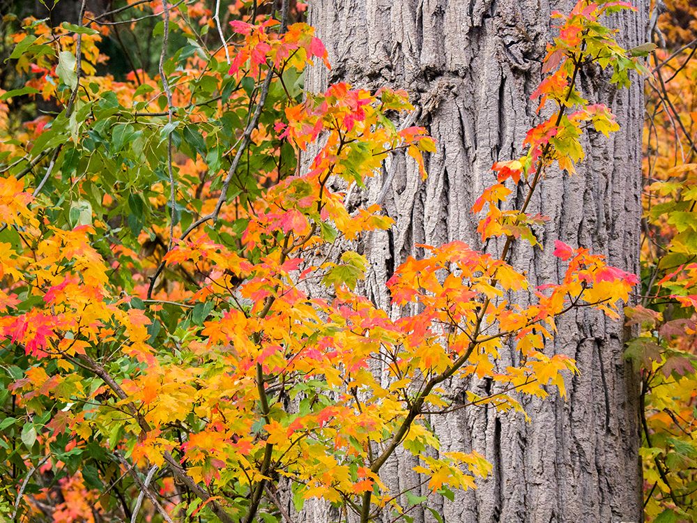 USA-Washington State-Kittitas County. Vine maple with fall colors.